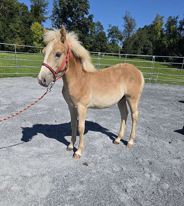 haflinger-gelding