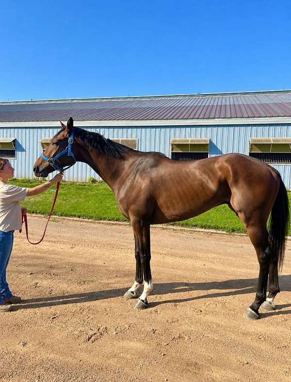 all-around-thoroughbred-horse