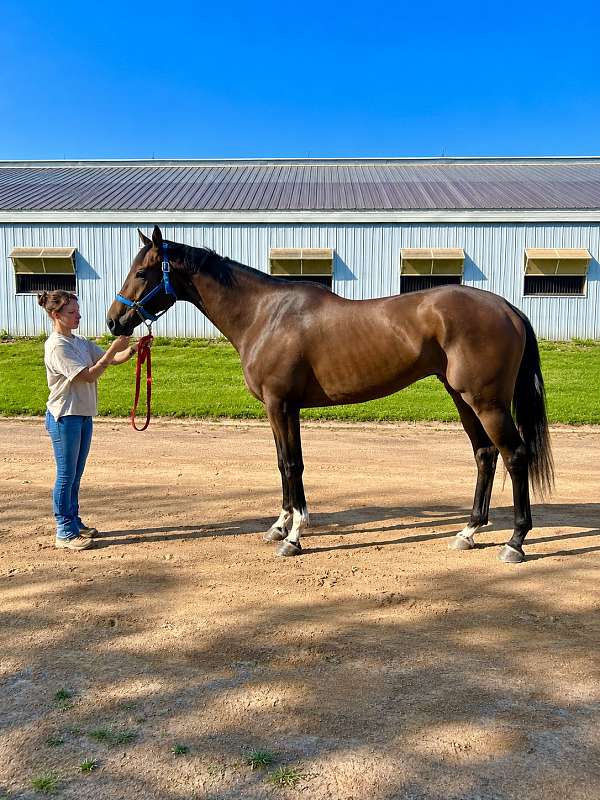 beginner-thoroughbred-horse