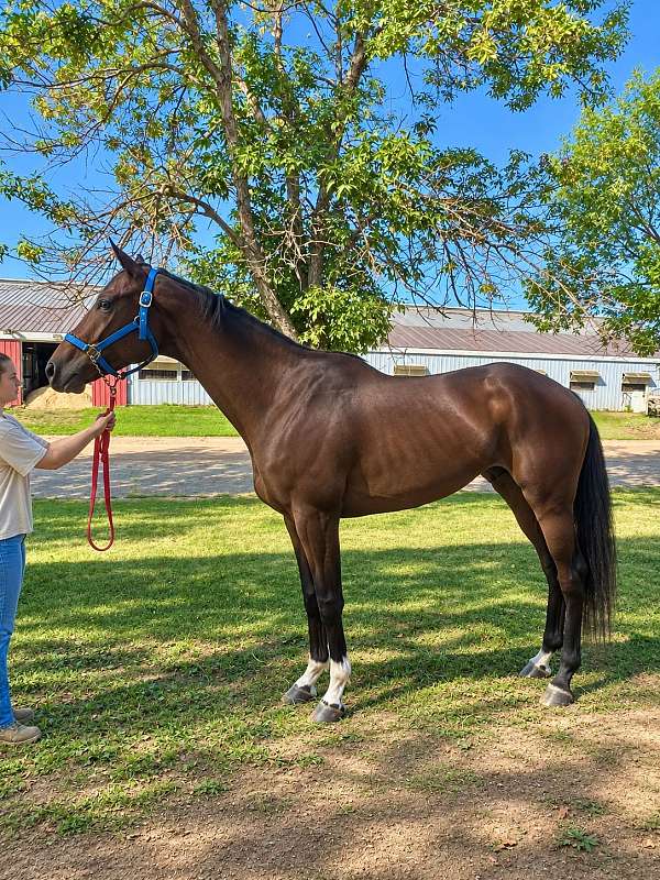 dressage-thoroughbred-horse