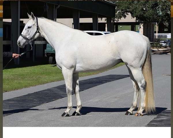 roan-patch-on-face-horse