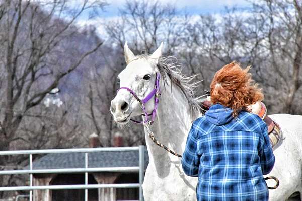 white-roan-patch-on-face-horse