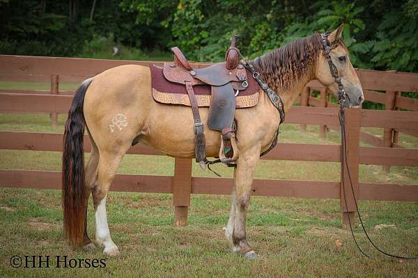 all-around-quarter-horse