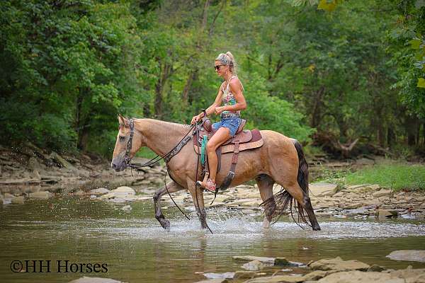 athletic-quarter-horse