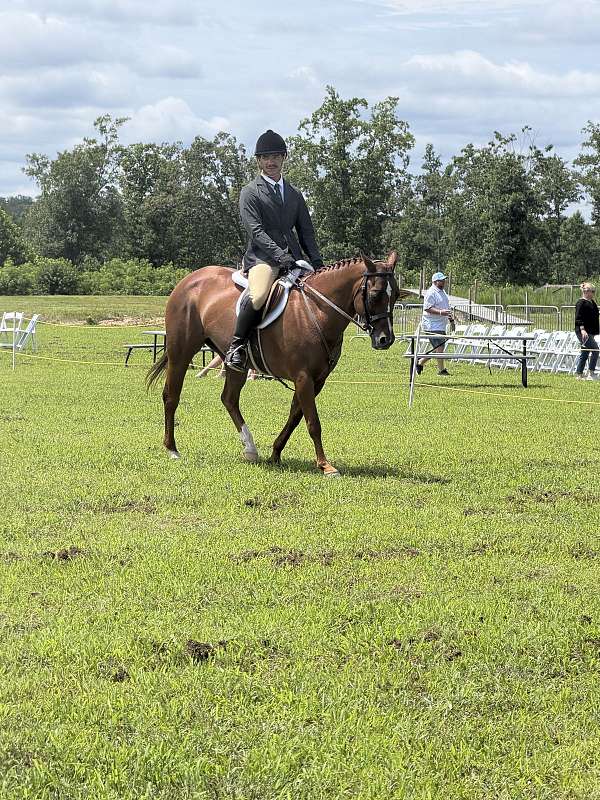 been-there-done-that-quarter-pony