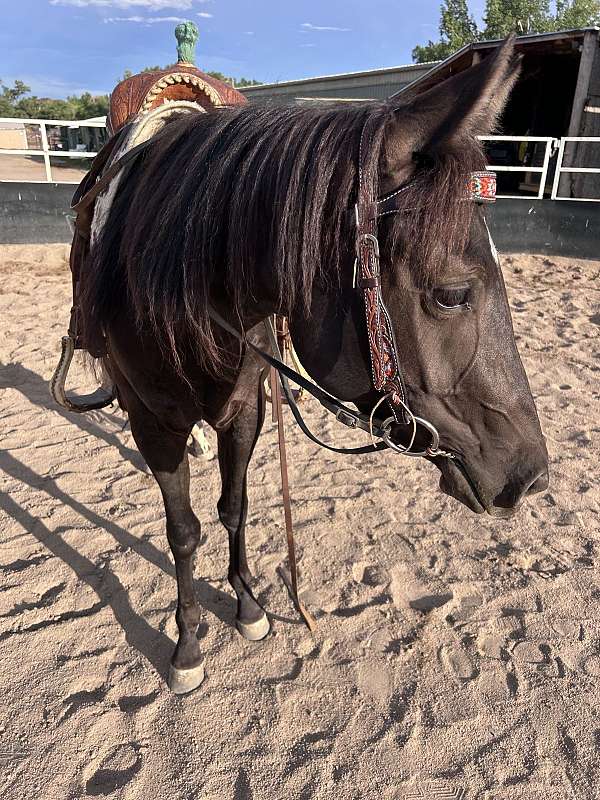 black-all-around-horse