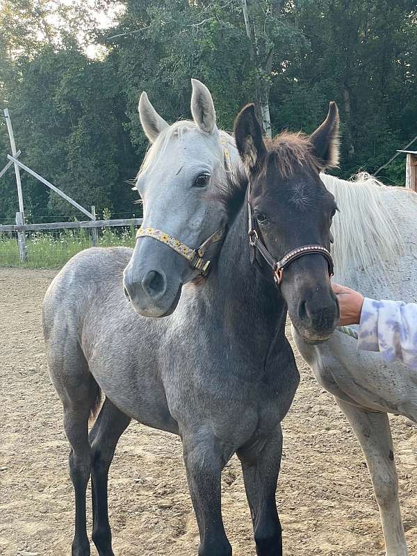 classic-blue-roan-quarter-horse