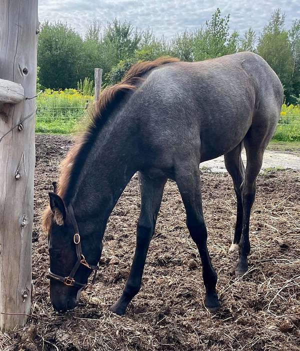 smart-peppy-lena-quarter-horse