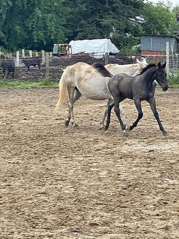 smart-peppy-lena-horse