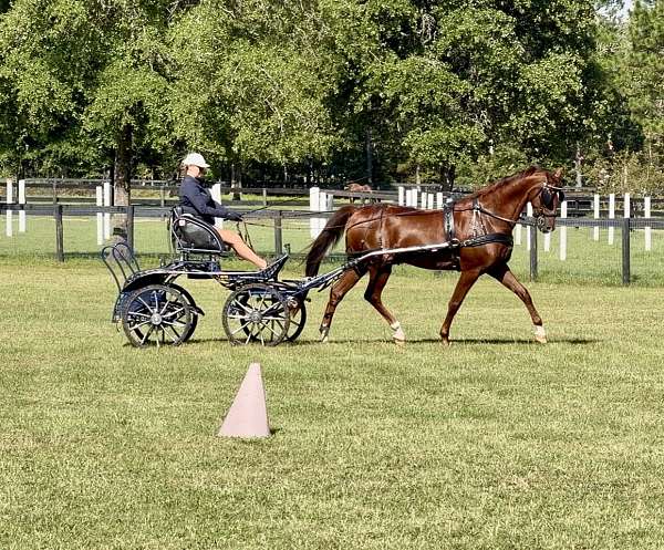 driving-saddlebred-horse