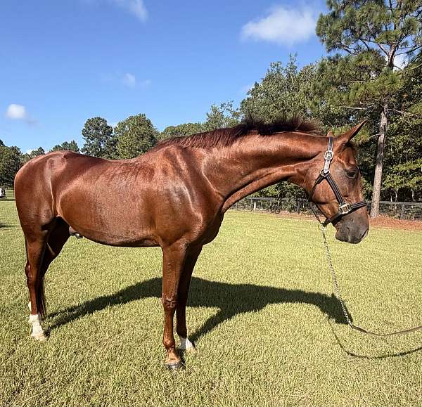 chestnut-saddlebred-gelding