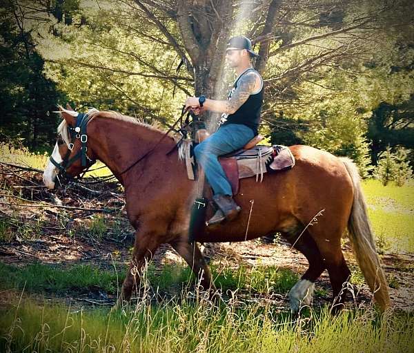 percheron-gelding