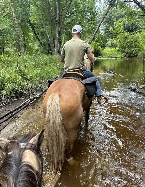 percheron-horse-for-sale