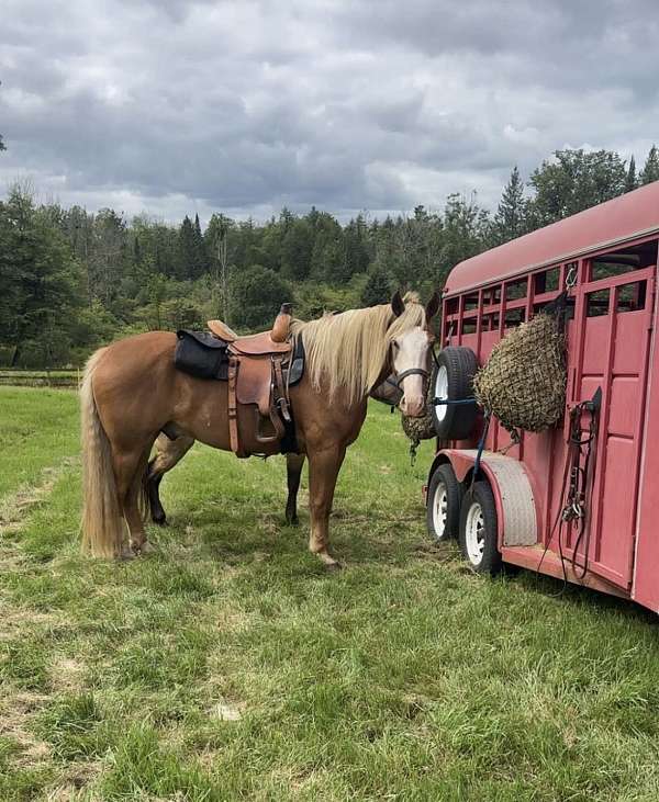 percheron-horse