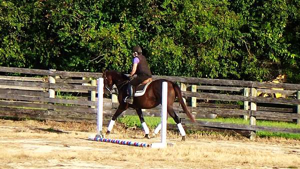 ottbs-for-sale-thoroughbred-horse