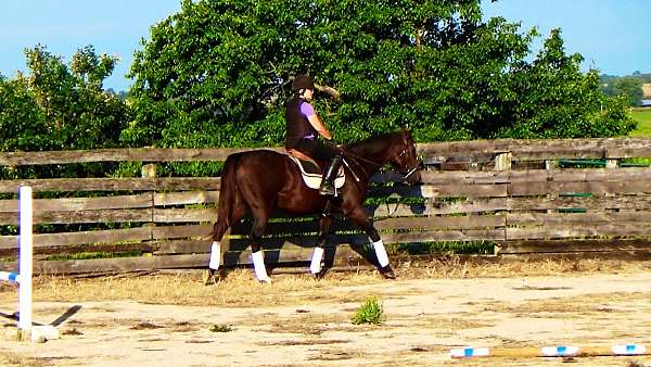 broodmare-thoroughbred-horse