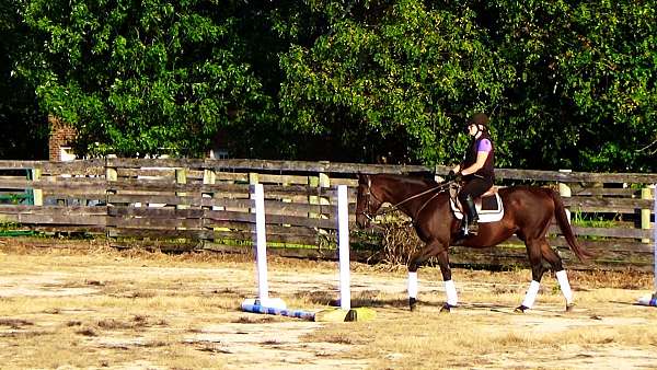 drill-team-thoroughbred-horse
