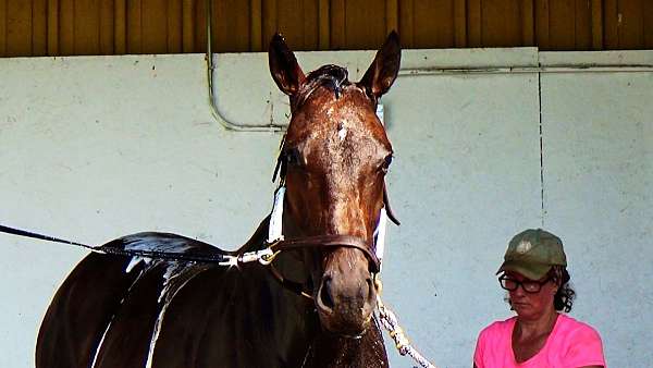 endurance-thoroughbred-horse