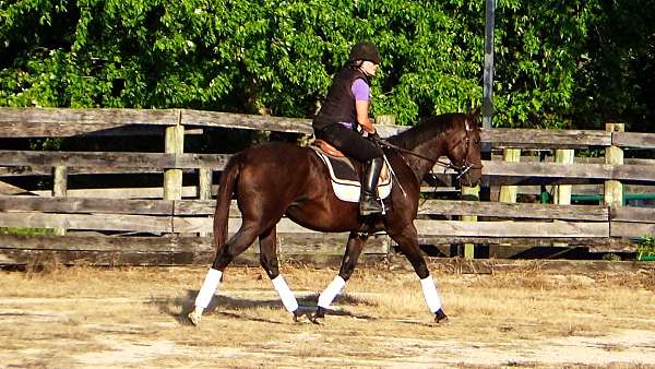 equitation-thoroughbred-horse