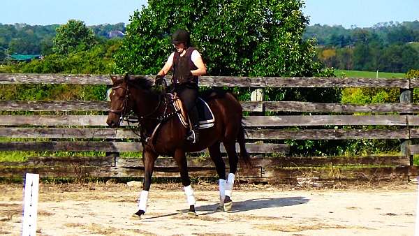eventer-thoroughbred-horse