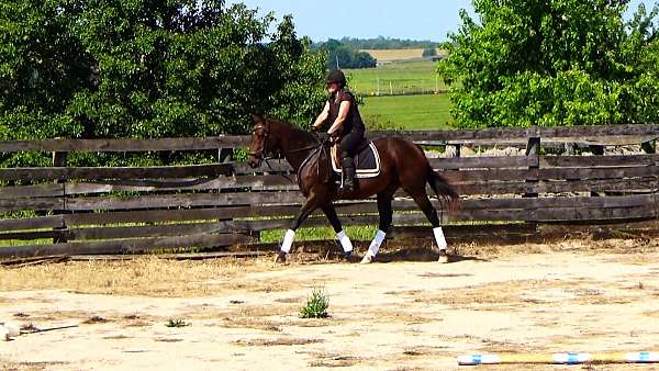 eventers-thoroughbred-horse