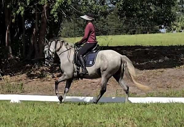 all-around-andalusian-horse