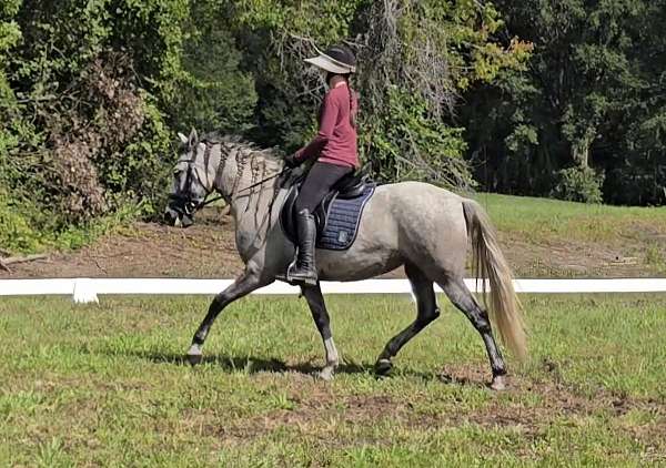 breeding-andalusian-horse