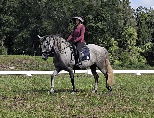 cowboy-mounted-shooting-andalusian-horse