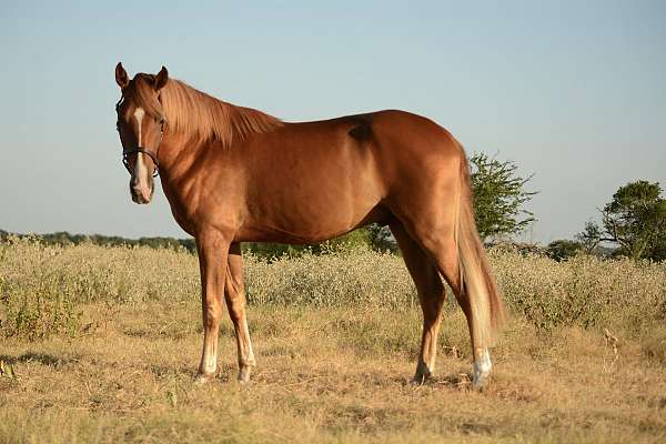 tennessee-walking-gelding