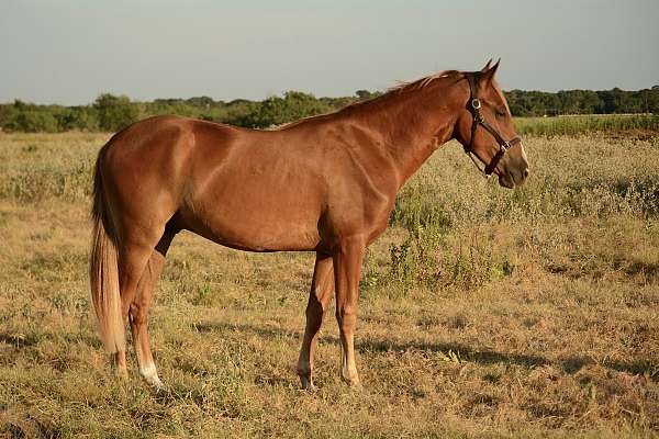tennessee-walking-horse-for-sale