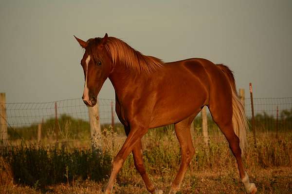 tennessee-walking-horse