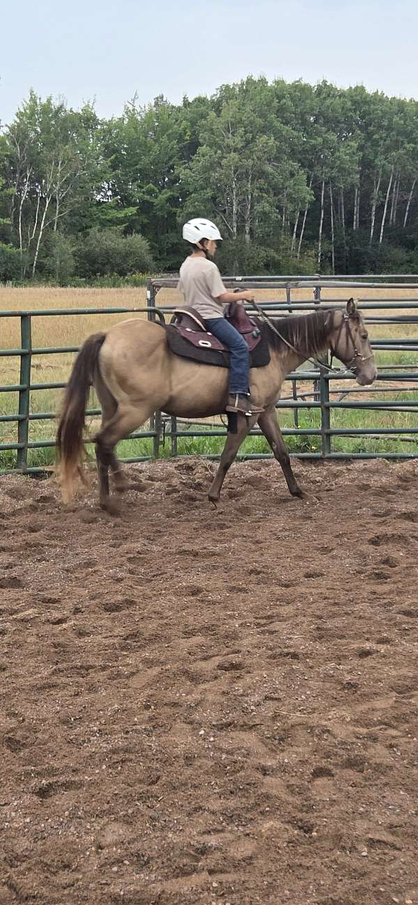 all-around-quarter-horse