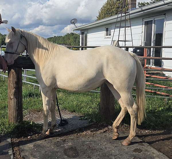all-around-paint-horse