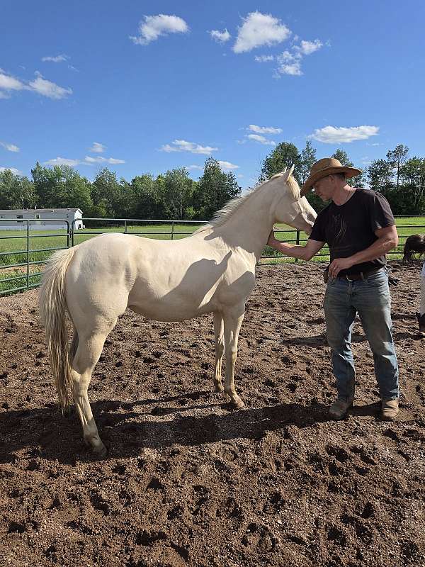 barrel-paint-horse