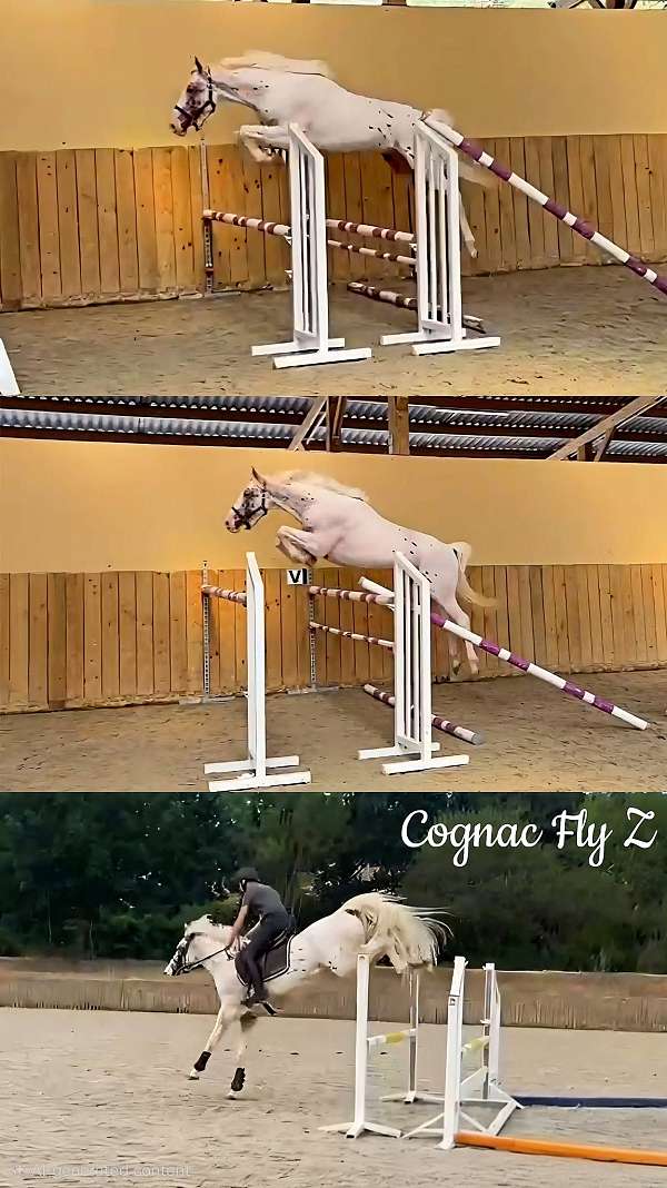 agility-belgian-warmblood-horse