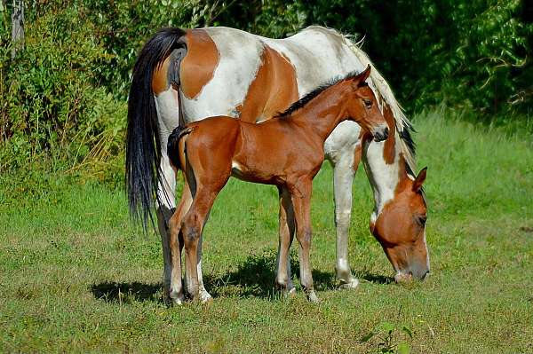 3-low-socks-star-horse