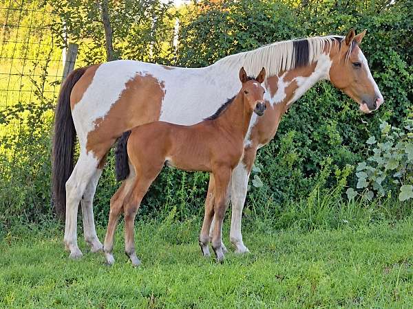 bay-3-low-socks-star-horse