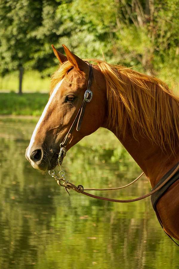 trail-rocky-mountain-horse