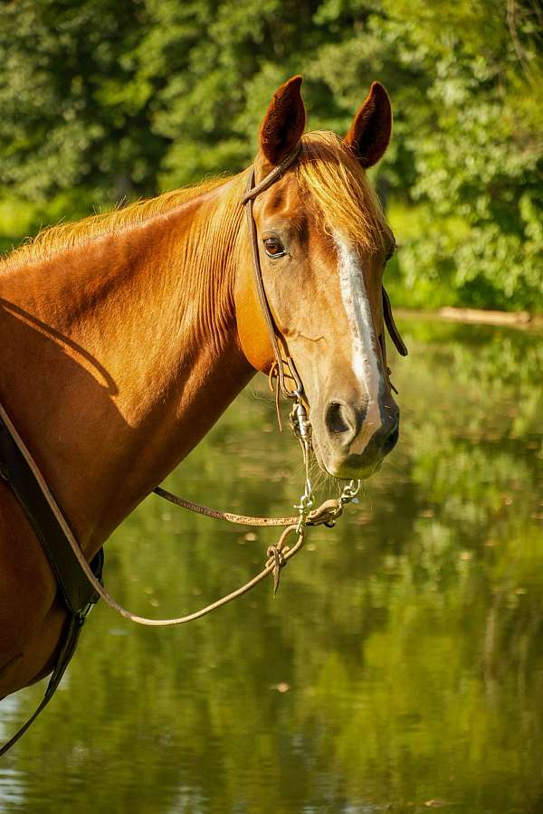 gaited-rocky-mountain-horse