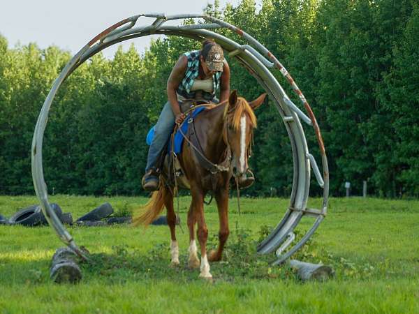 sorrel-rocky-mountain-mare