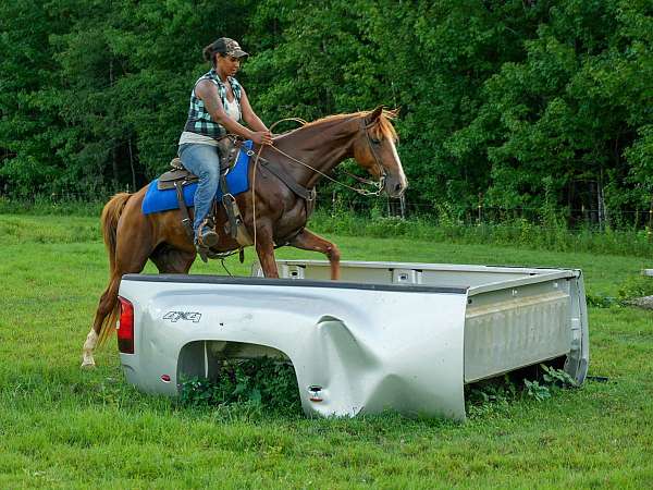 trail-riding-rocky-mountain-horse
