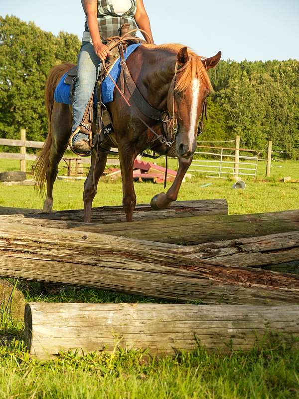 sorrel-trail-horse
