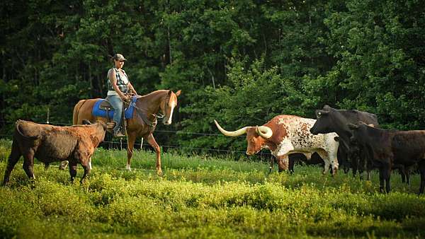 sorrel-trail-riding-horse
