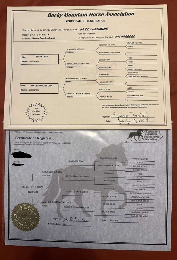 gaited-mare