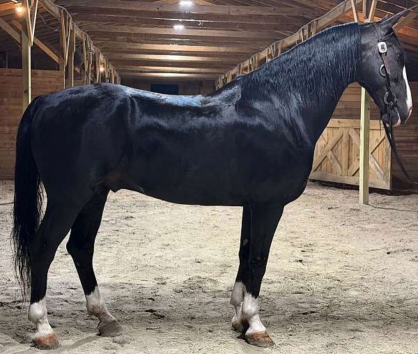 all-around-dutch-warmblood-horse