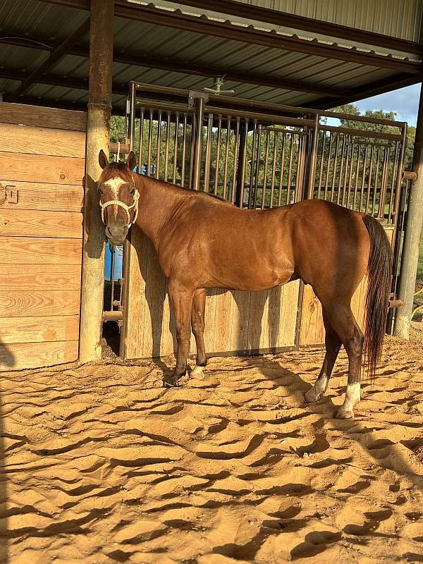 quarter-horse-gelding