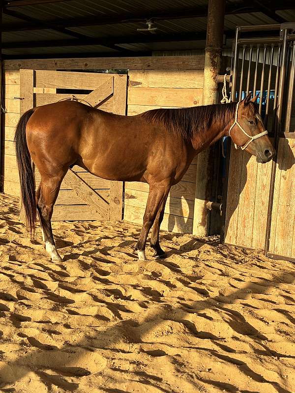 quarter-horse-for-sale