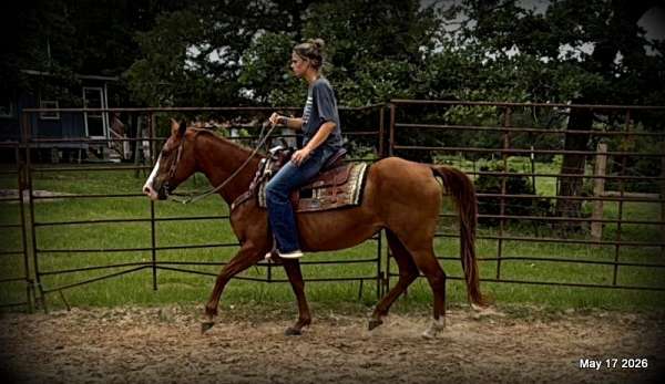 quarter-horse-mare