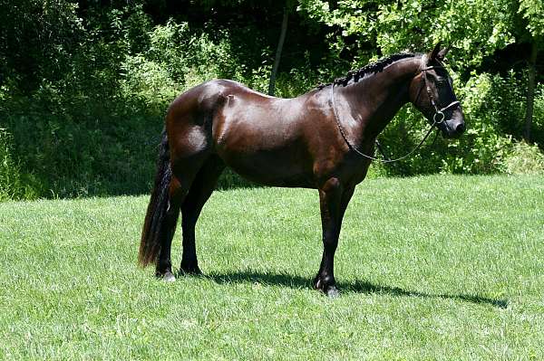 black-right-hind-pastern-horse