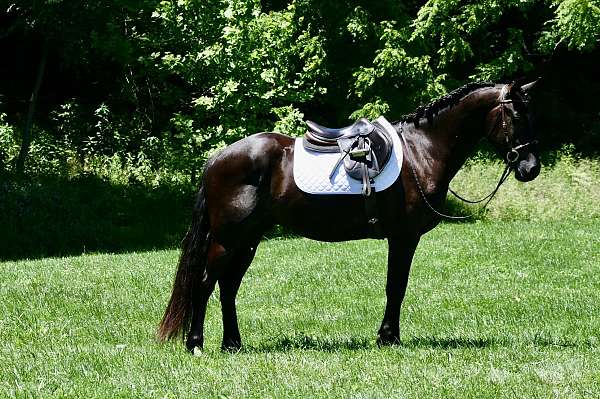 right-hind-pastern-horse